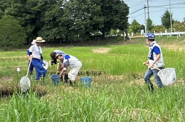Efforts to remove tadpoles of American  bullfrogs, which eat the waterwheel plant (Saitama)