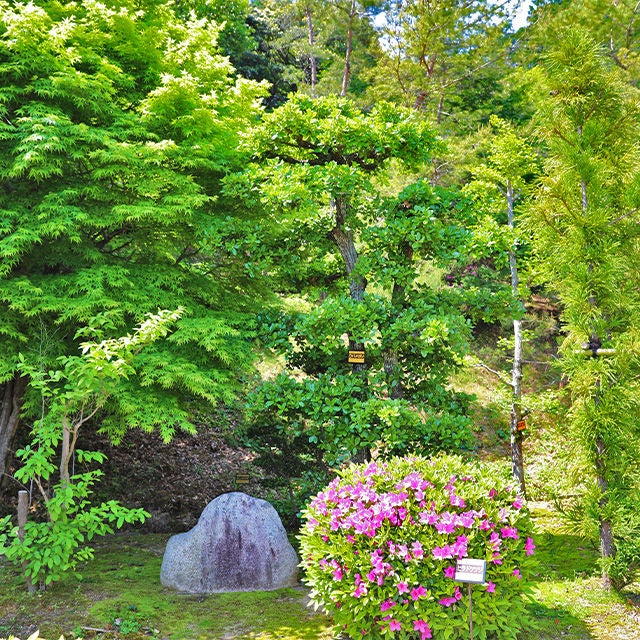 ヤマモミジ・ヒラドツツジ・ウバメカシ