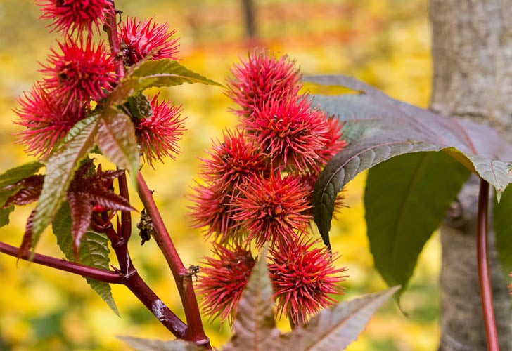 IN_Spike-red-flower-oil-castor_shutterstock_756777139_728x500_rgb_72dpi.jpg spike red flower oil castor (Ricinus Communis) plant, a beautiful bright plant toxic dangerous