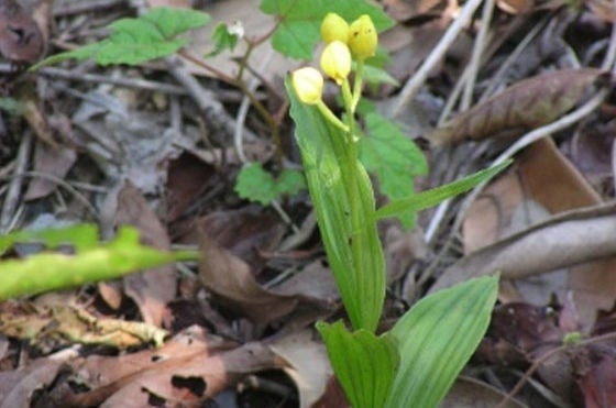 [日本・神奈川県] 桐原精機プラント：植物 キンラン