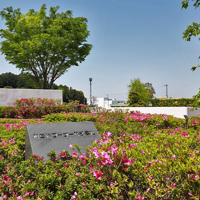 ケヤキ・ツツジ